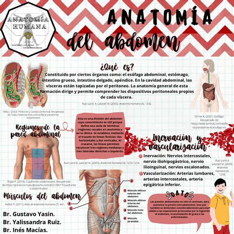 anatomia superficial del abdomen anatomia de los musculos