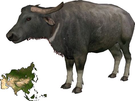 Buffalo Png Images Transparent Background Png Play