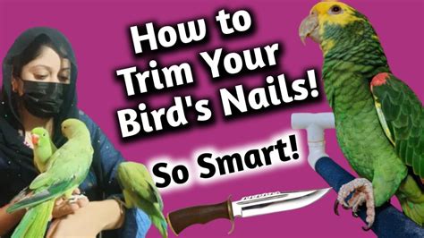 How To Cut Your Bird S Nail Trimming Yours Bird S Nail Toty K Nail Kasy Katy Jaty