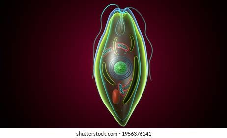 Euglena Structure Microorganism 3d Illustration Stock Illustration