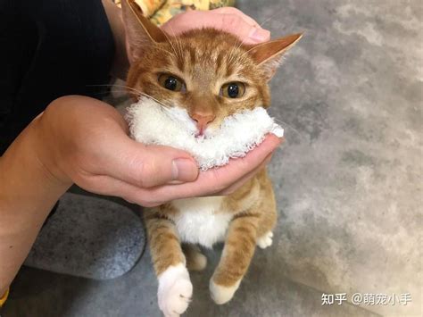 养猫多年才明白，猫咪拿头顶人，是在给你信号！ 知乎