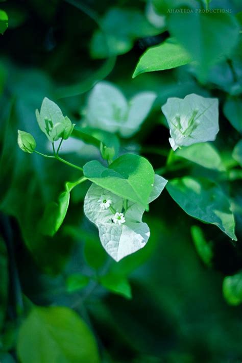 Bougainvillea White - Wallpaper | Plant leaves, Plants, White wallpaper