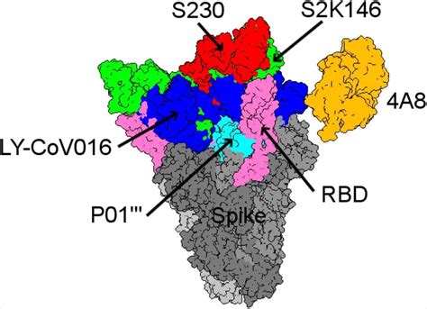 Molecular Simulations Provide Insight Into Sars Cov 2 Variant Rbd Interactions With Ace2 And Mabs