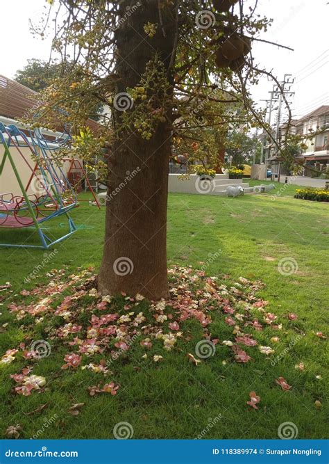 Cannon ball tree. stock photo. Image of tree, ball, ground - 118389974