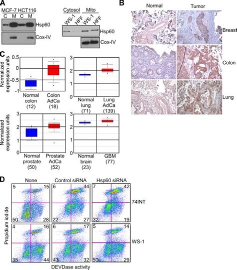 Differential Hsp60 Expression And Function In Tumor Cells A