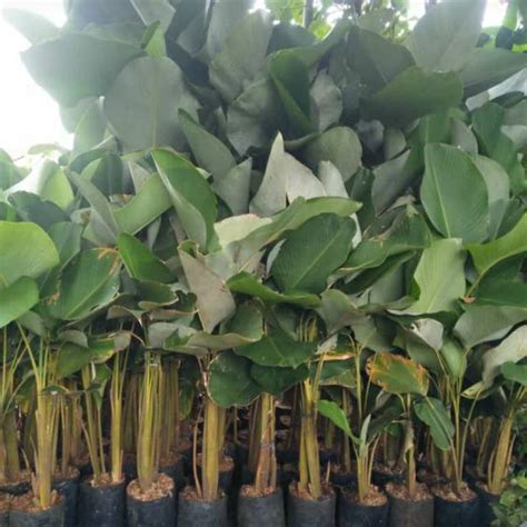 Jual Tanaman Hias Calathea Pohon Pisang Calathea Lutea Pisang