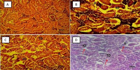 Representative Photomicrograph Of Liver Tissue A Control Group With