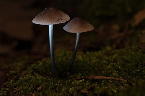 Dos champiñones pequeños de filigrana en musgo con punto de luz en el