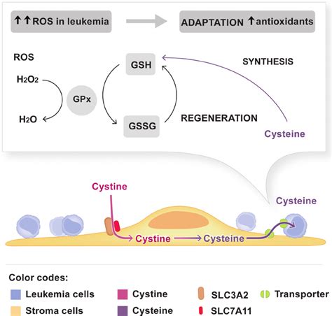 Model Depicting The Dependence Of Leukemia Cells On Cystine Metabolism