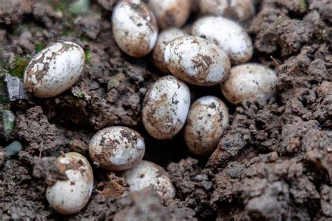 What Do Snake Eggs Look Like? Identifying Tips From Experts - Reptiles Life