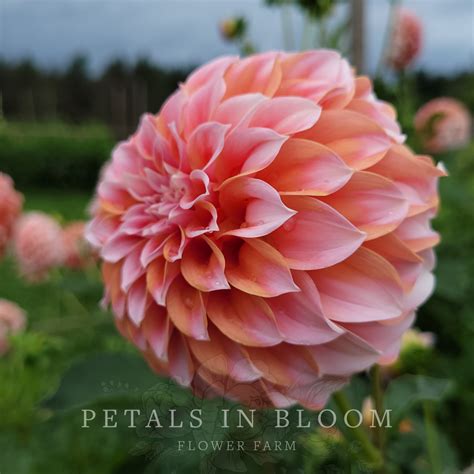 Peaches N Cream Dahlia Tubers Petals In Bloom Flower Farm