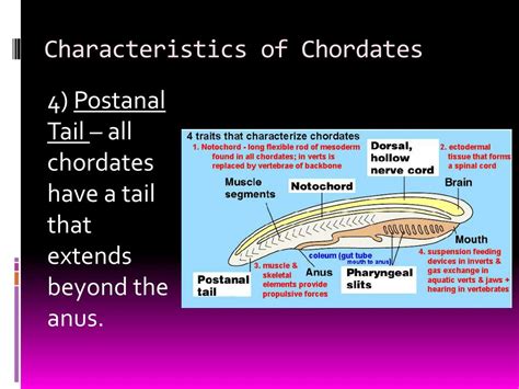 PPT - Notes on Chordate Animals PowerPoint Presentation, free download - ID:2438630