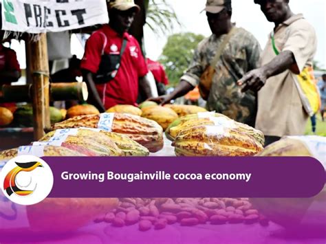 Growing the Bougainville cocoa economy - Post Courier