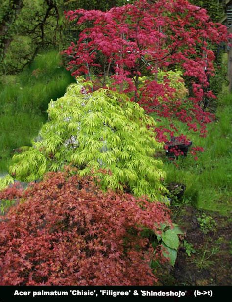 Dwarf Green Japanese Maple