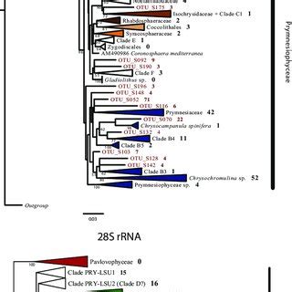 Maximum-likelihood (RAxML) haptophyte phylogeny for (a) 18S rRNA and... | Download Scientific ...