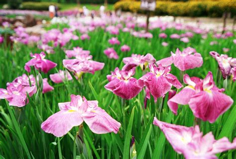 ゆんフリー写真素材集 No 627 菖蒲の群 [日本 奈良]