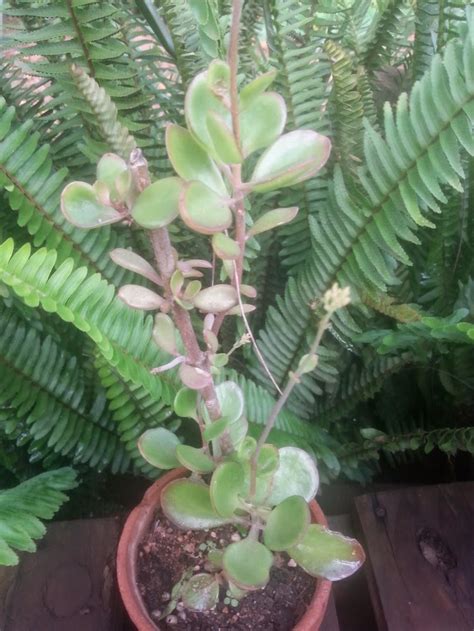 Gardening In Africa Kalanchoe Rotundifolia