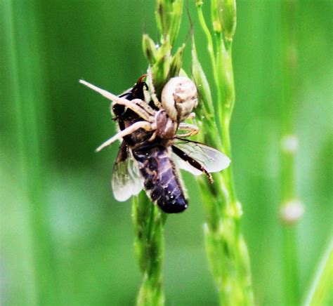 veränderliche Krabbenspinne mit Beute Biene Veränderlich Flickr