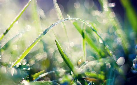 Fondos De Pantalla Luz De Sol Naturaleza Reflexión Césped Plantas