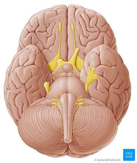 Nerfs crâniens Anatomie trajet fonctions Kenhub