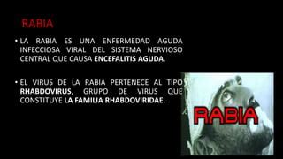 Rabia Humana PPT