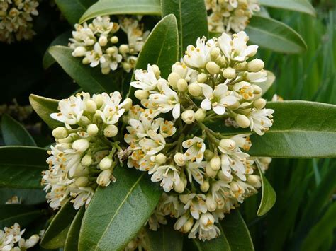 Skimmia X Confusa Kew Green Shrubs Plants