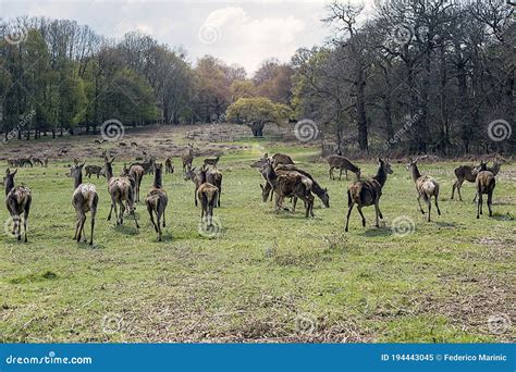 Deer Walking at the Forest. Stock Image - Image of herd, group: 194443045