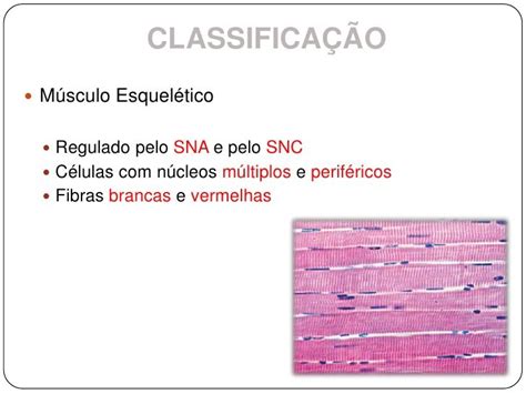 Fisiologia Do Tecido Muscular Tecido Muscular Fisiologia Muscular