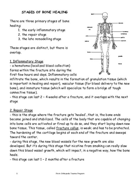 (PDF) STAGES OF BONE HEALING