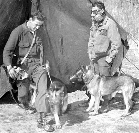 Against Threat Of Chemical Warfare 15 Vintage Photos Of Dogs Wearing