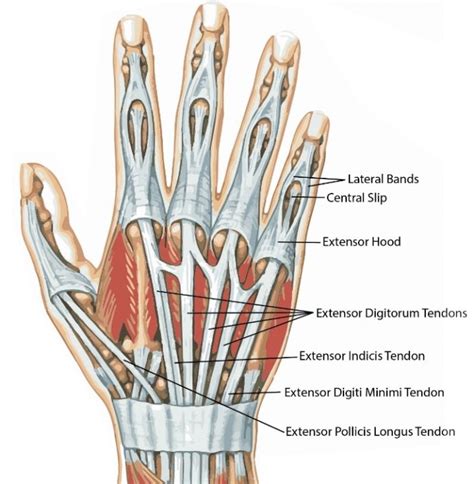 Extensor Tendon Injuries Hand Surgery Hand Specialist Montreal