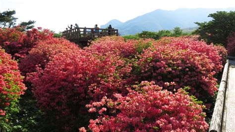 【連載】ドライブで楽しむおすすめの旅 ～春本番の那須高原へ出かけよう！～ Kurashi No