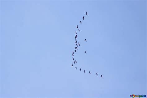 migratory birds  image