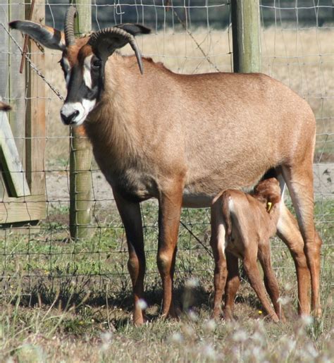 Roan Antelope – Mendonoma Sightings