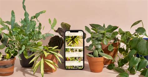 7 Best Plant Identification Apps For Your Home Garden Wild Plants