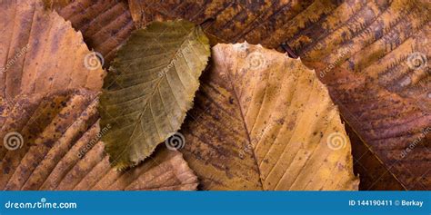 La Hoja Seca Excepcional En Otra Se Va Como Fondo Del Oto O Imagen De