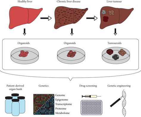 Establishment Of Organoids From Healthy Liver Tissue Liver With