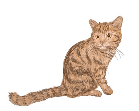 Tabby Cat Vector Hd Png Images Tabby Cat In Watercolour Style Isolated On White Background