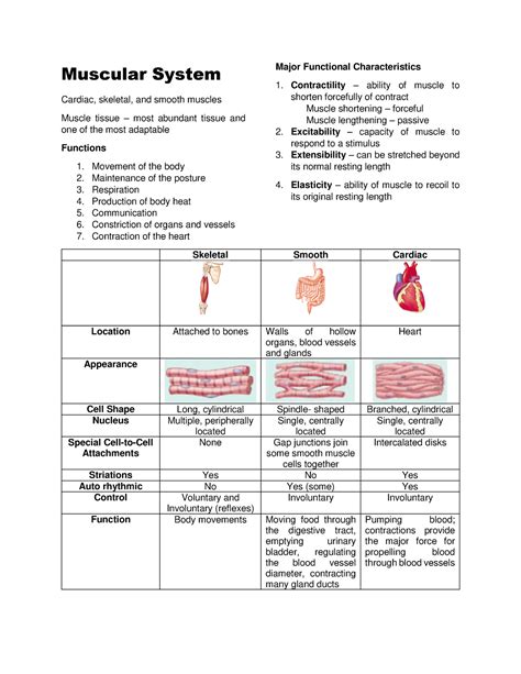 Muscular System Anatomy And Physiology Muscular System Cardiac