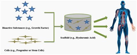 Hyaluronic Acid For Tissue Engineering Encyclopedia Mdpi