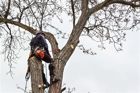 Tree Surgery - Ecotech Tree Care