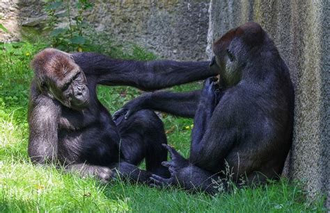 Primates Qué Son Tipos Y Características Enciclopedia Significados