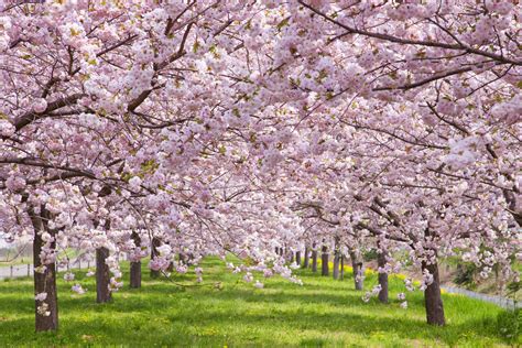 16 Cherry Blossoms Facts - Cherry Blossoms and Blossom Tree Trivia