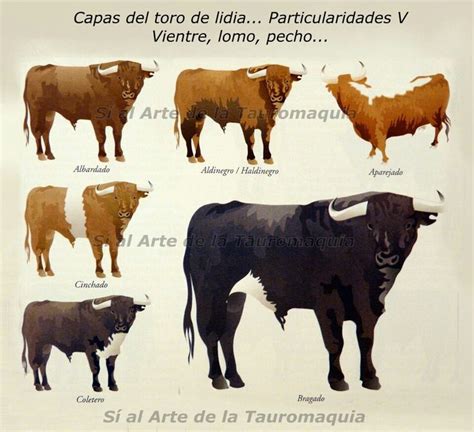 Capas Del Toro De Lidia