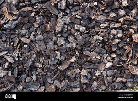 Small Pieces Of Tree Bark Crushed Tree Bark Texture Background Brown