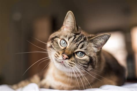 D A Internacional Del Gato Cu Ndo Es Porque Se Celebra Y Cu Les Son