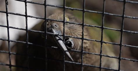 A bird is looking through a cage at the zoo Free Stock Video Footage, Royalty-Free 4K & HD Video ...