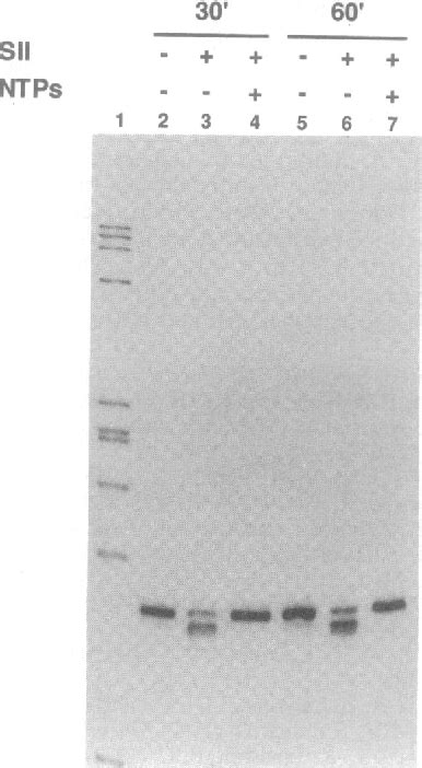 Figure 1 From Transcript Cleavage By RNA Polymerase II Arrested By A