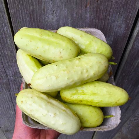 Cucumber Salt And Pepper Deep Harvest Farm