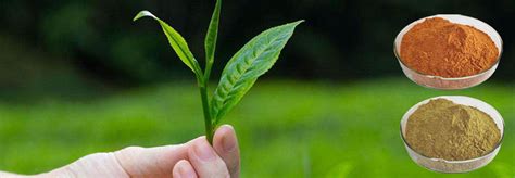 Membrane For Tea Extraction
